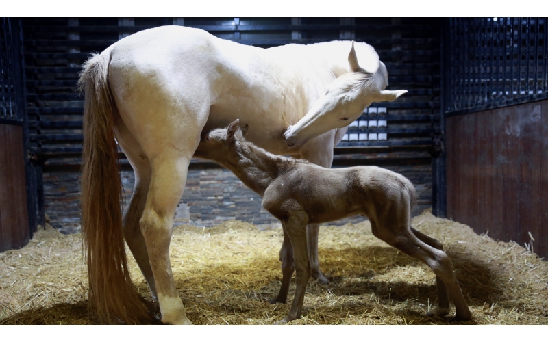 驚喜 | 首次冬天誕生小汗血馬駒！