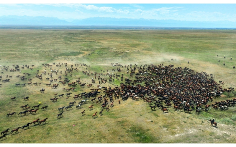 盛夏時(shí)節(jié) 在新疆昭蘇領(lǐng)略萬(wàn)馬奔騰